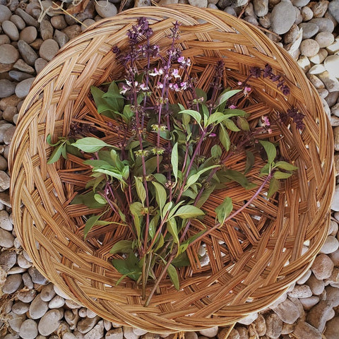 Herbs, Basil-Thai