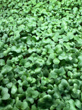 Consignment Item: Microgreens