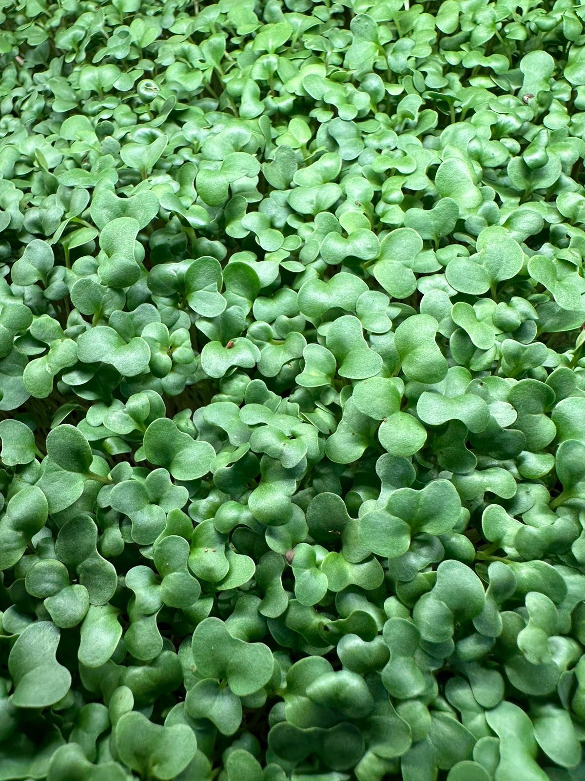 Consignment Item: Microgreens