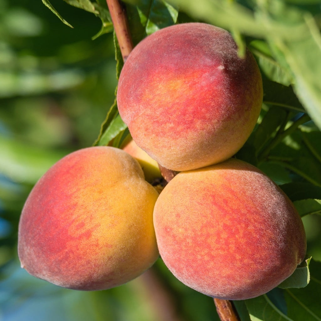 Consignment peaches BULK order form
