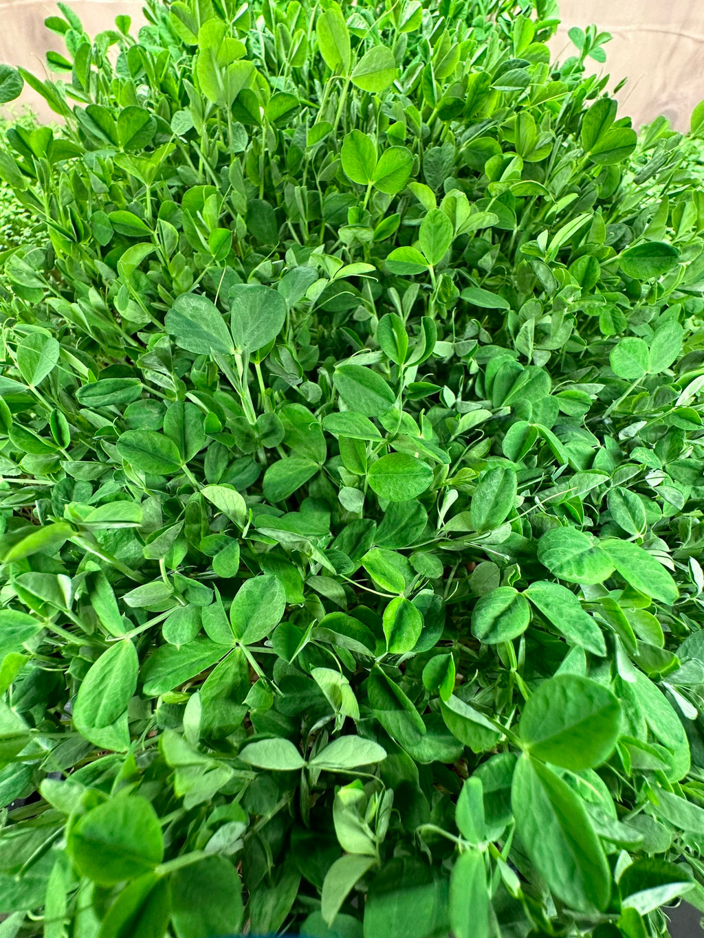 Consignment Item: Microgreens