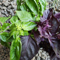 X-C&P Half Pound Basil