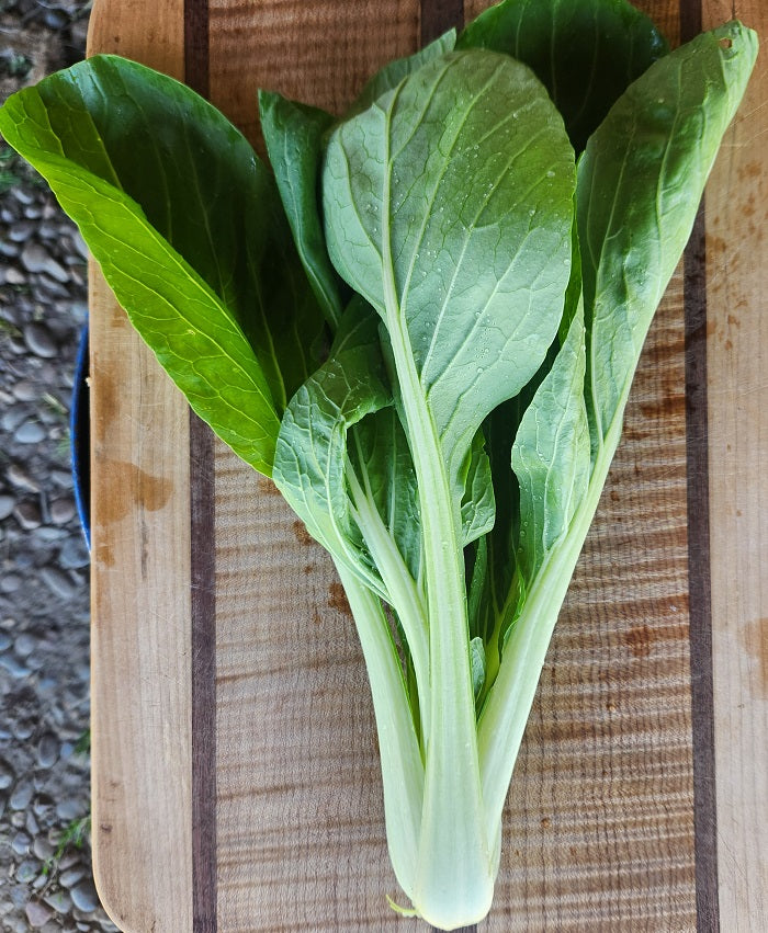 Verdes asiáticos, Pac Choi