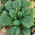 Verdes asiáticos, Pac Choi
