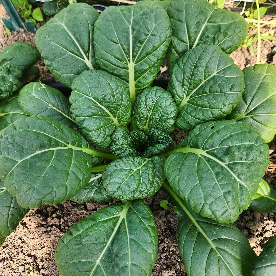 Verdes asiáticos, Pac Choi
