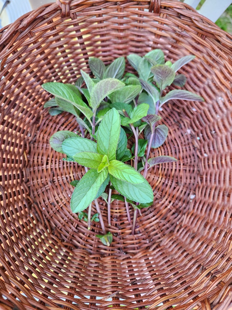 hierbas, menta