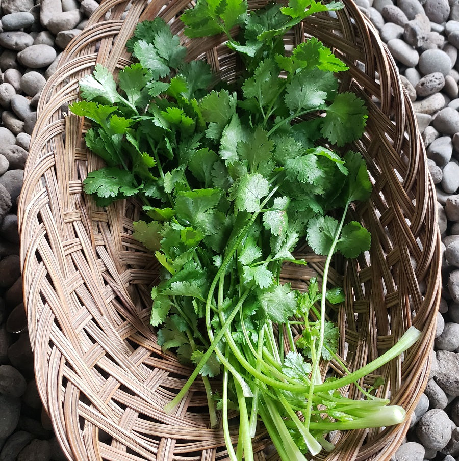 hierbas, cilantro