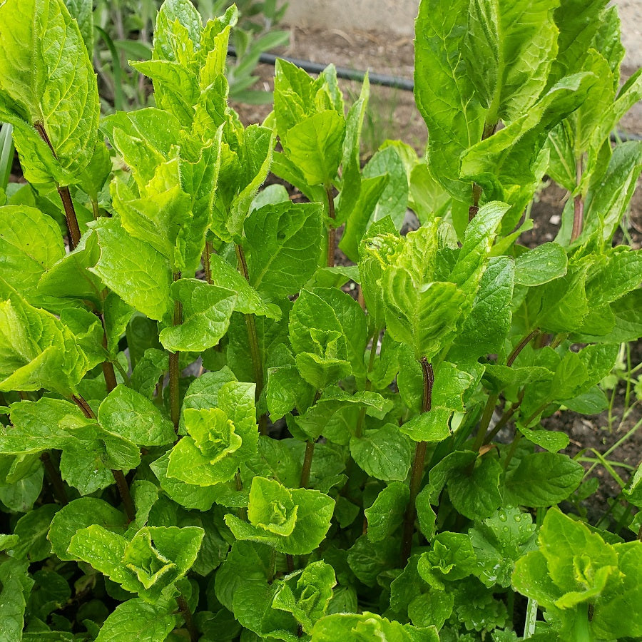 hierbas, menta