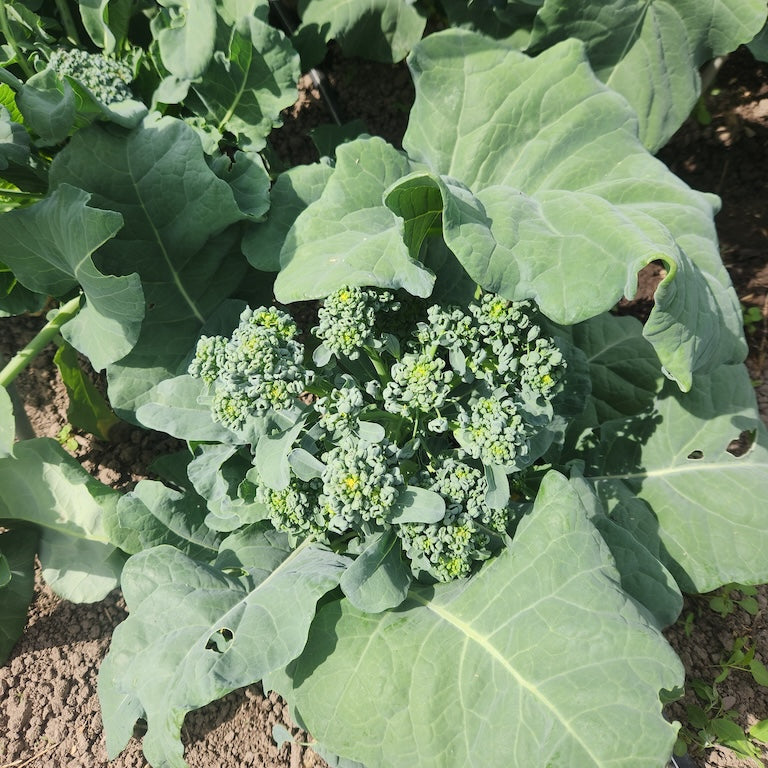 Brazilian Broccoli