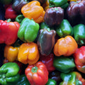 Sweet Peppers, Rainbow Bells
