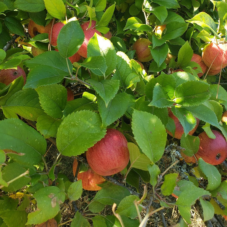 Apples, Heirloom Mix