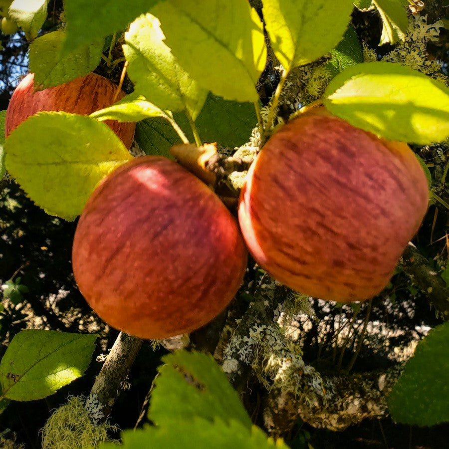 Apples, Heirloom Mix