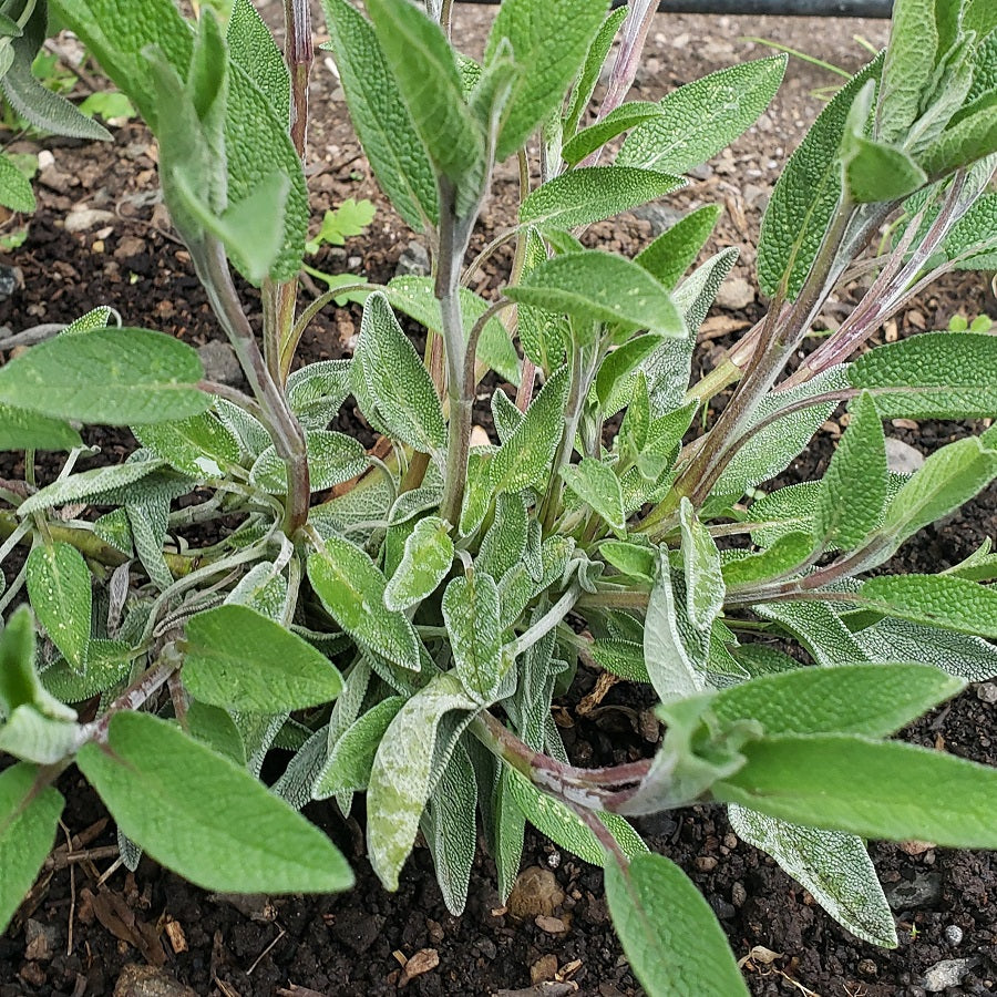 Herbs, Sage