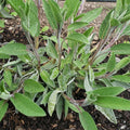 Herbs, Sage