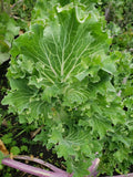 Col rizada de hoja ancha