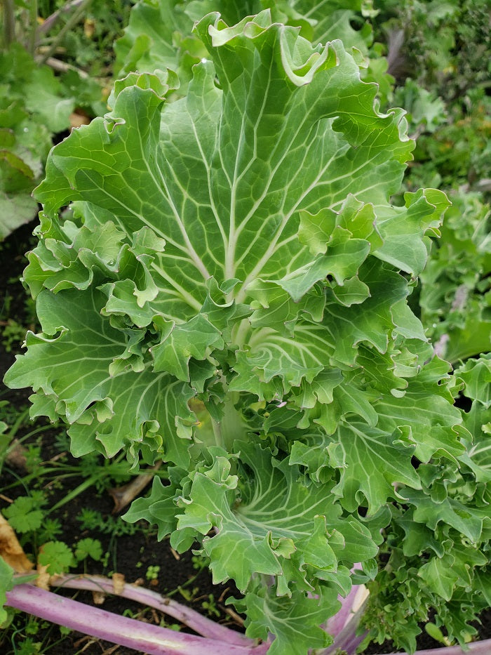 Col rizada de hoja ancha