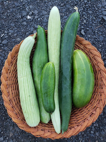 X-C&P Slicing Cucumbers
