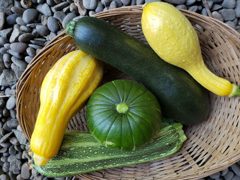 x-C&P  Summer Squash Medley