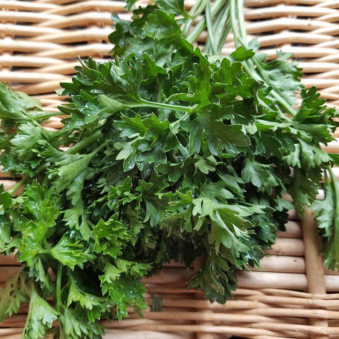 Herbs, Curly Parsley