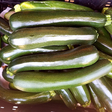 Summer Squash, Green Zucchini