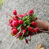 Radishes, Red