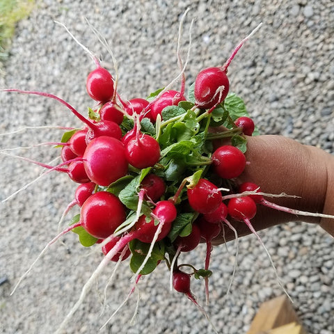 Radishes, Red
