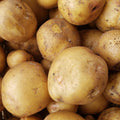 New Potatoes, Yukon Gold