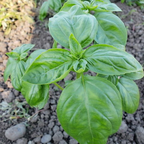 Herbs, Basil-Italian