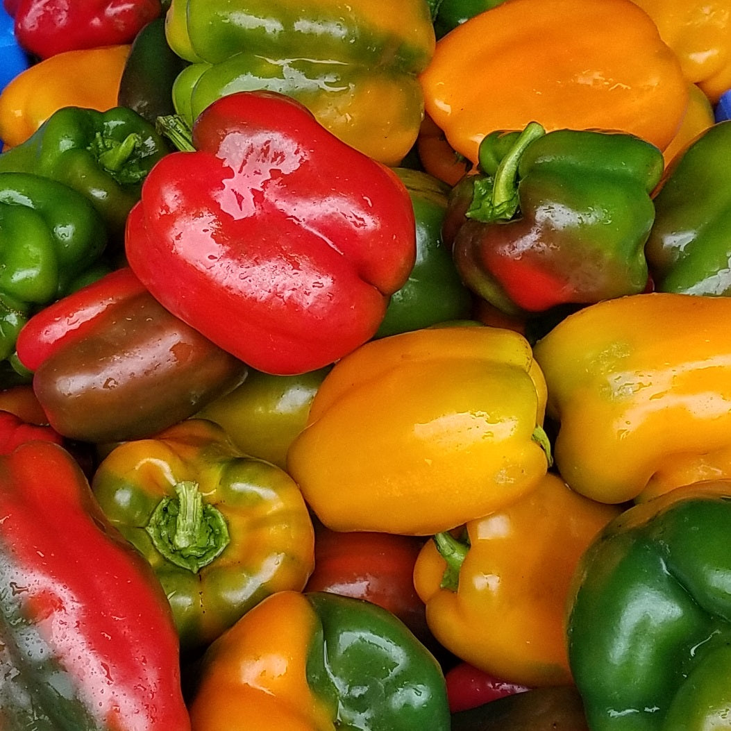 Sweet Peppers, Rainbow Bells
