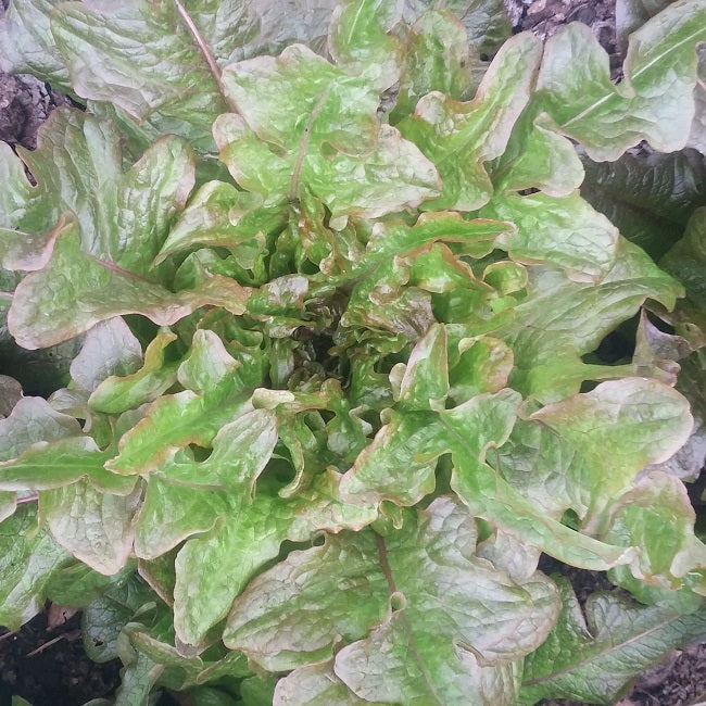 Lechuga, Flecha De Bronce