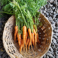 Zanahorias, en manojos