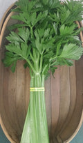 Celery Whole Head