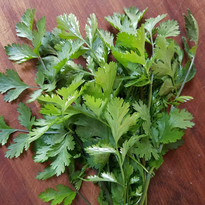 hierbas, cilantro
