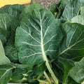 Collards