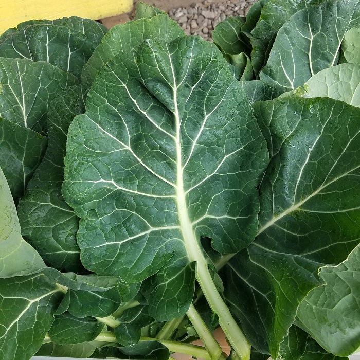 Collards