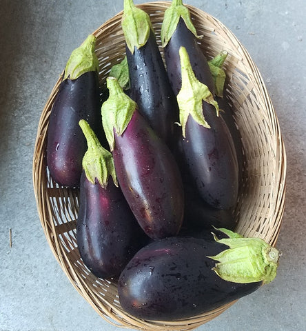 Eggplant