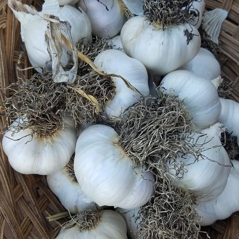 Garlic