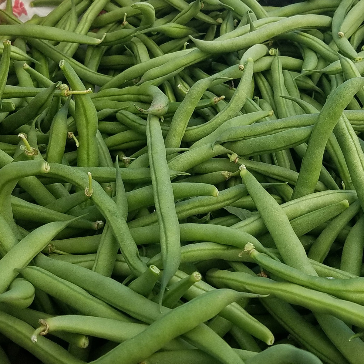 Green Beans