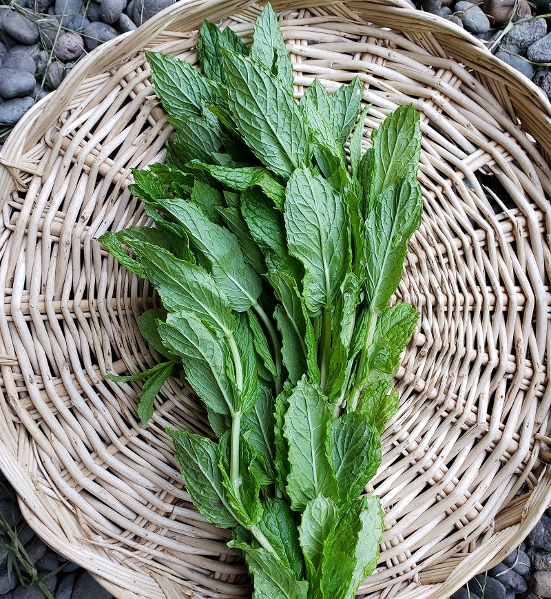 hierbas, menta