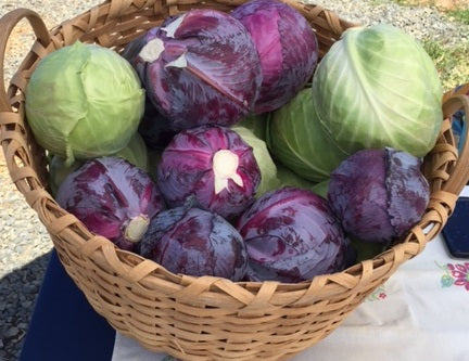 Cabbage, Red