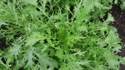 Verdes, Mizuna