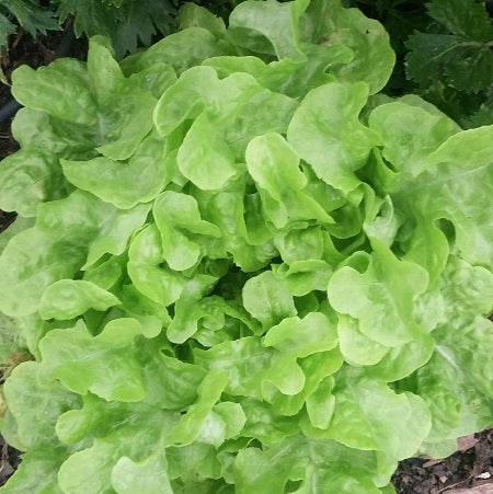 Lechuga, Mantequilla Hoja De Roble