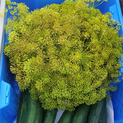 Herbs, Pickling Dill