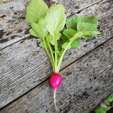 Radishes, Red