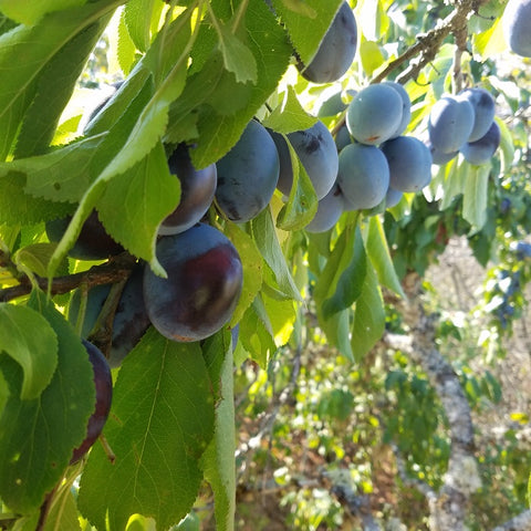 x-C&P Italian Prune Plums