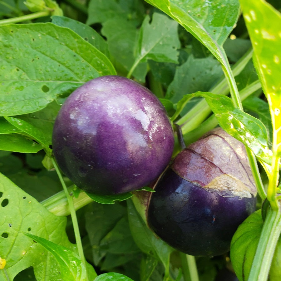 Tomatillos, Purple