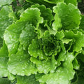 Lechuga Romana Verde