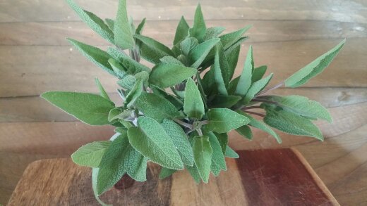 Herbs, Sage