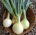 Cebollas, Dulces