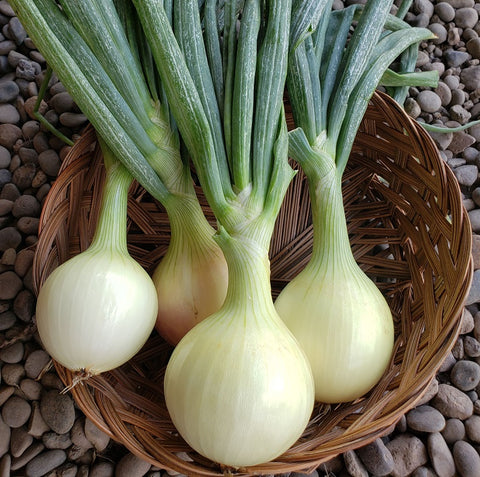 x-C&P Walla Walla Onions